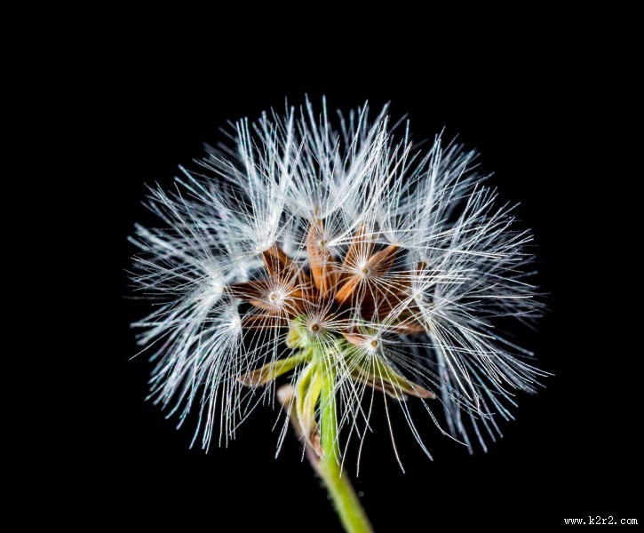 轻盈的蒲公英图片