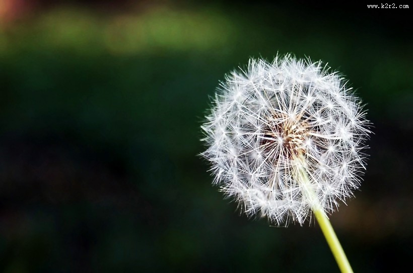 轻盈的蒲公英图片