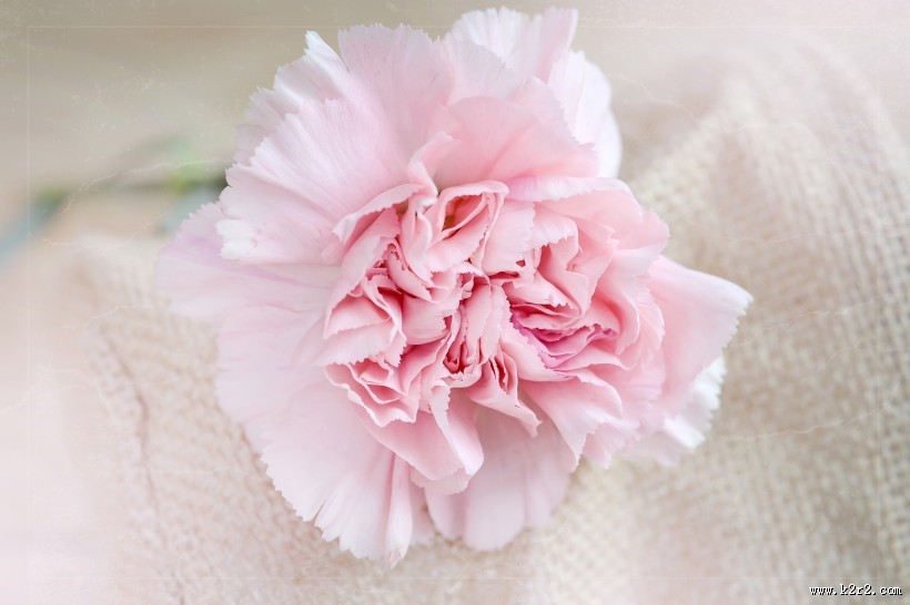 母亲节礼物康乃馨图片