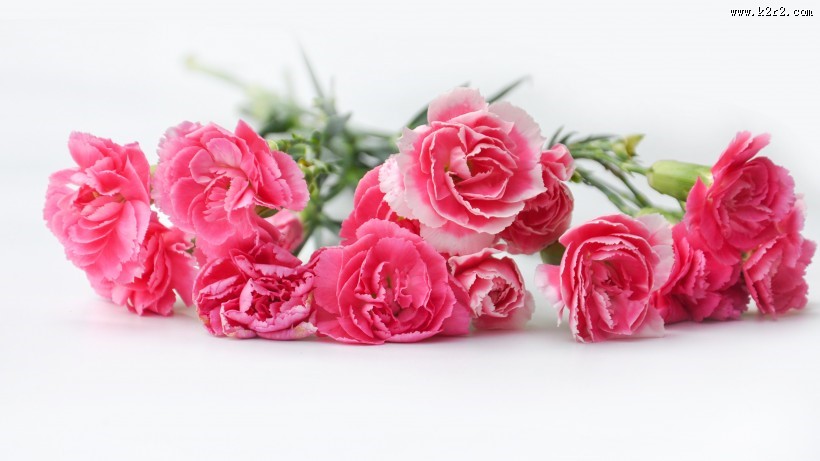 母亲节礼物康乃馨图片