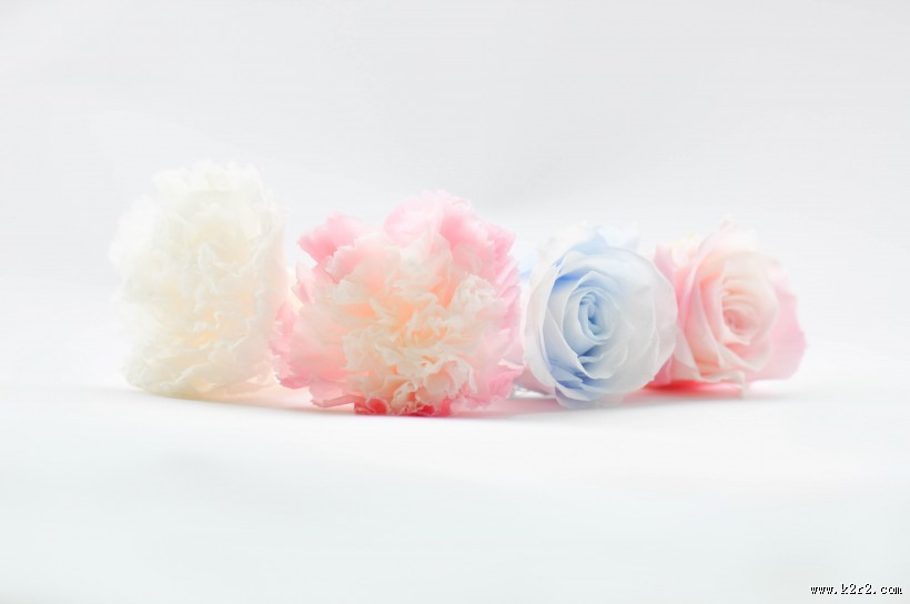 母亲节礼物康乃馨图片