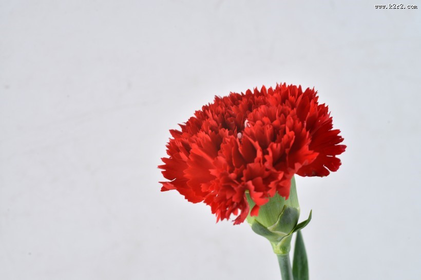 母亲节礼物康乃馨图片