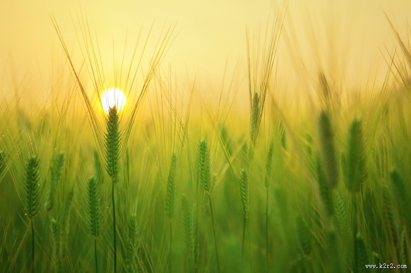 成熟的麦子图片