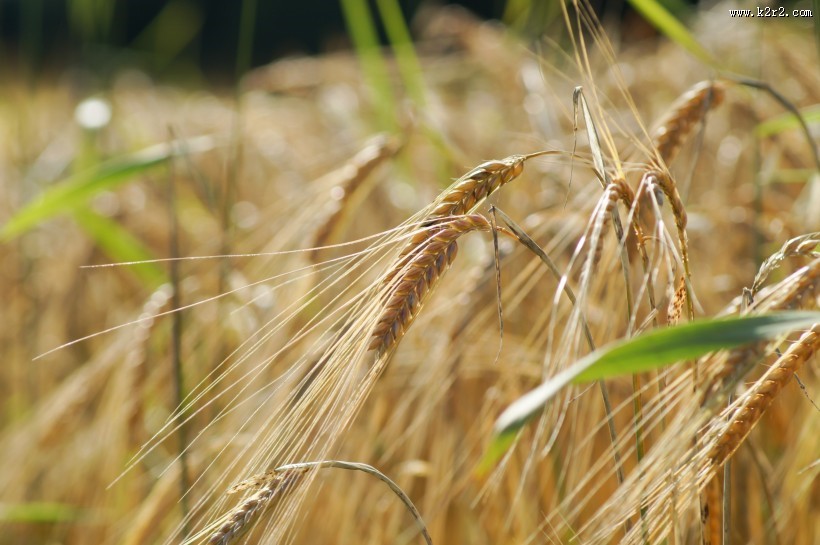 成熟的麦子图片