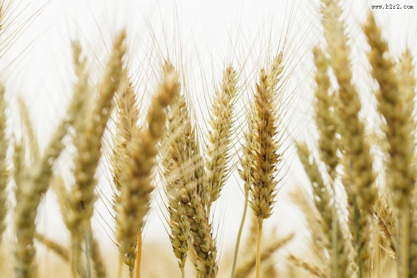 成熟的麦子图片