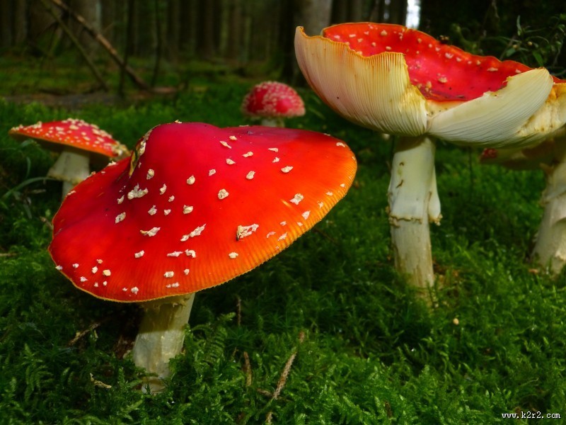 草丛里的红色毒蘑菇图片大全