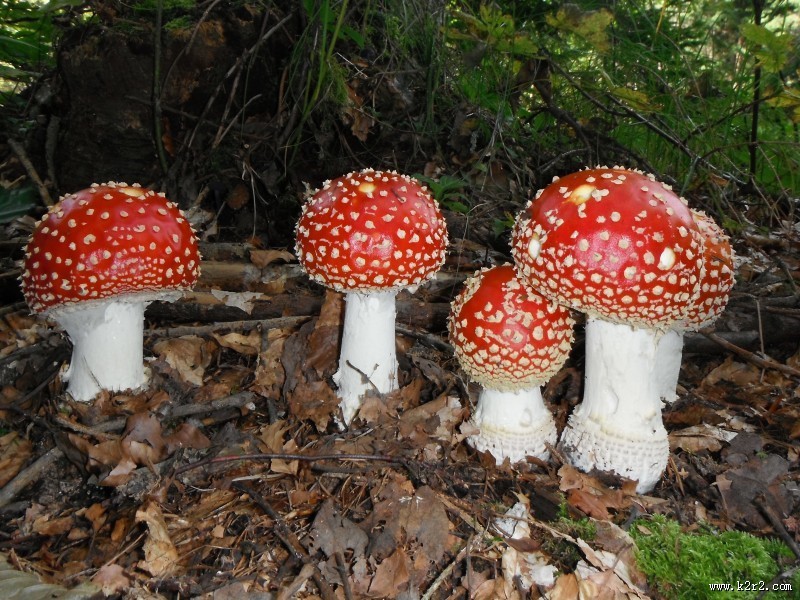 草丛里的红色毒蘑菇图片大全