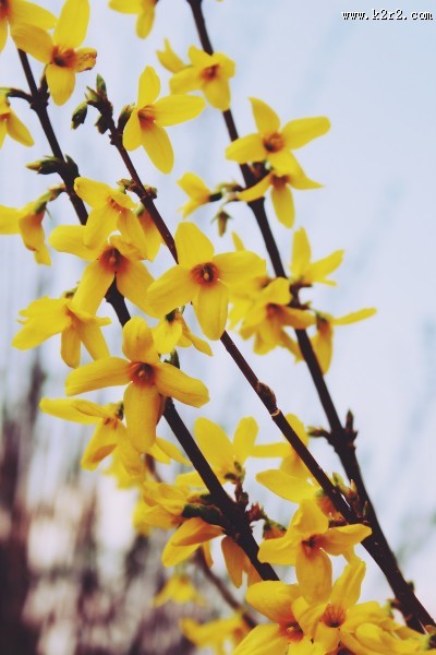 黄色连翘图片