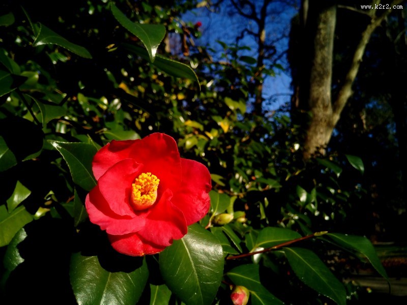 粉红色山茶花高清图片