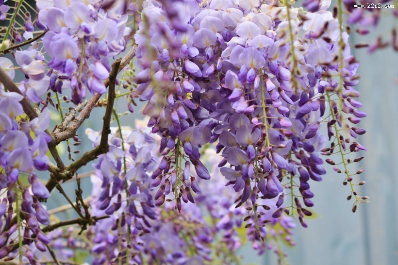 紫藤花高清图片