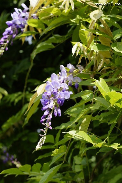紫藤花高清图片