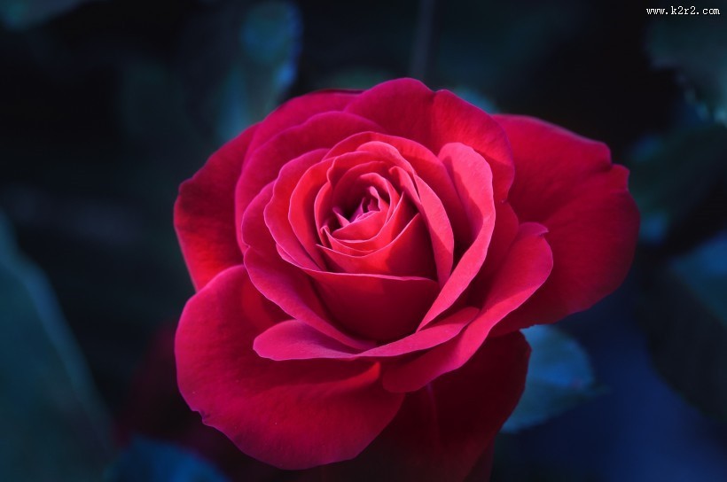 盛开的红色玫瑰花图片大全