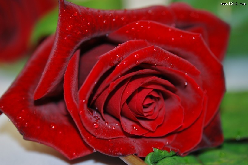 盛开的红色玫瑰花图片大全