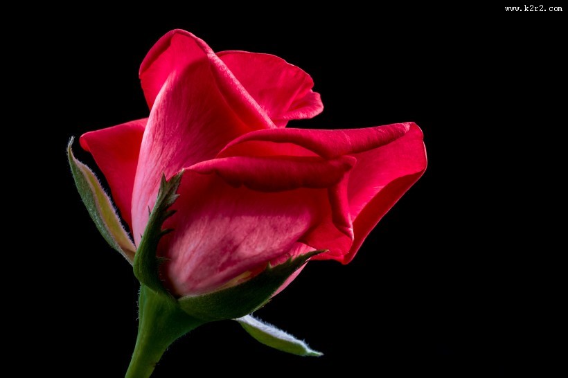 盛开的红色玫瑰花图片大全