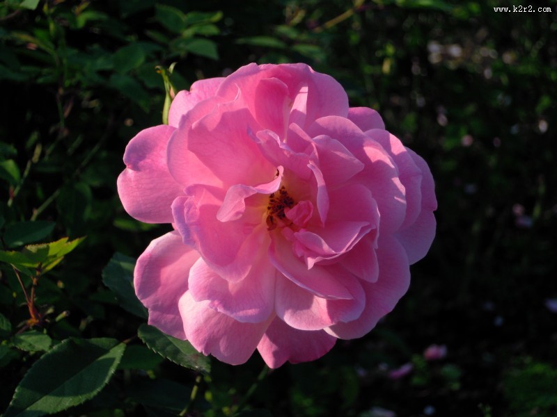 不同颜色的月季花图片大全