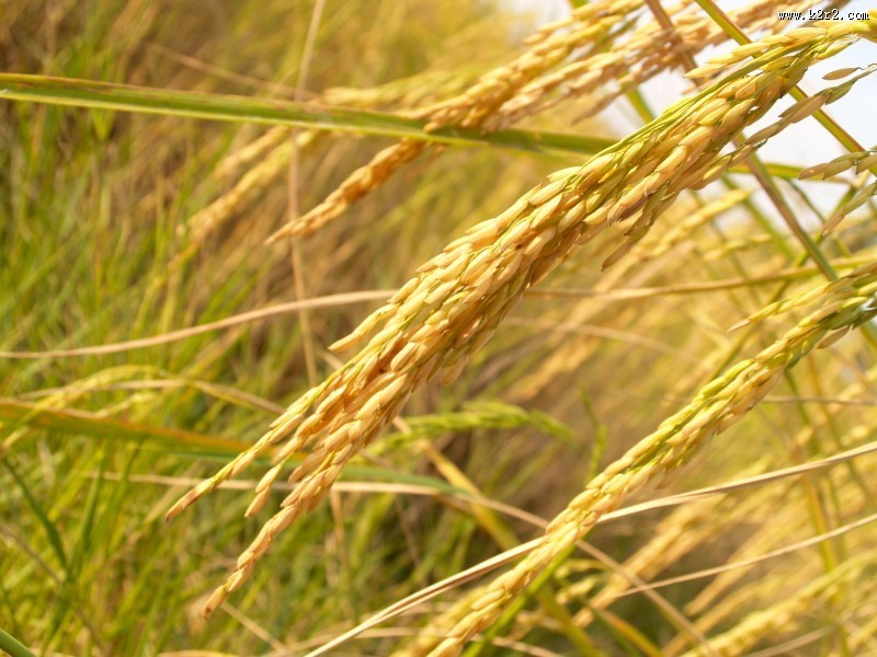 水稻稻田高清图片