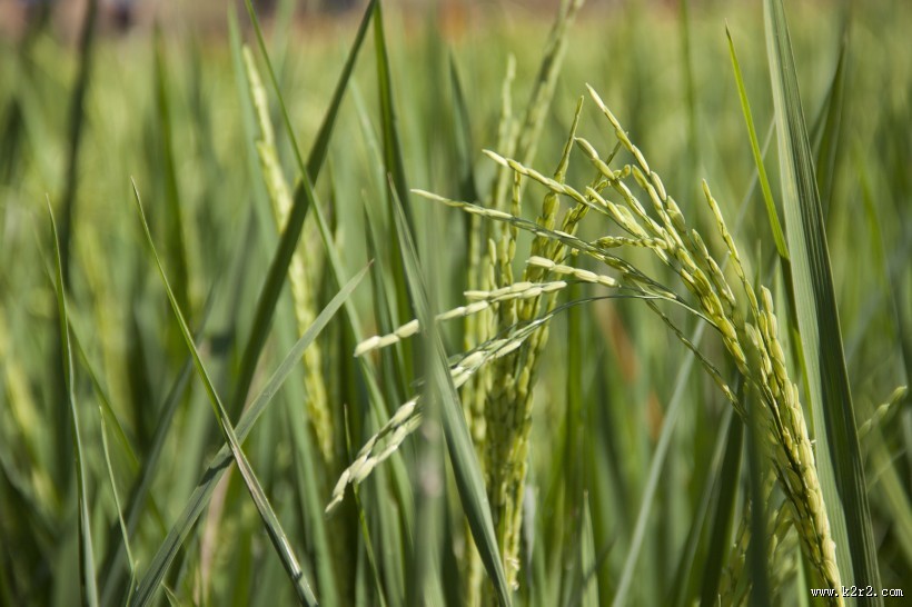 水稻稻田高清图片
