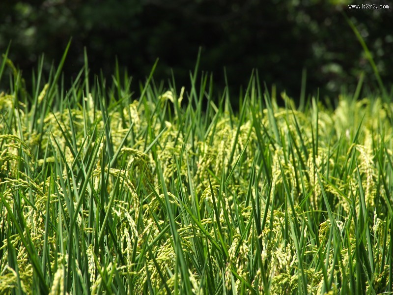 水稻稻田高清图片