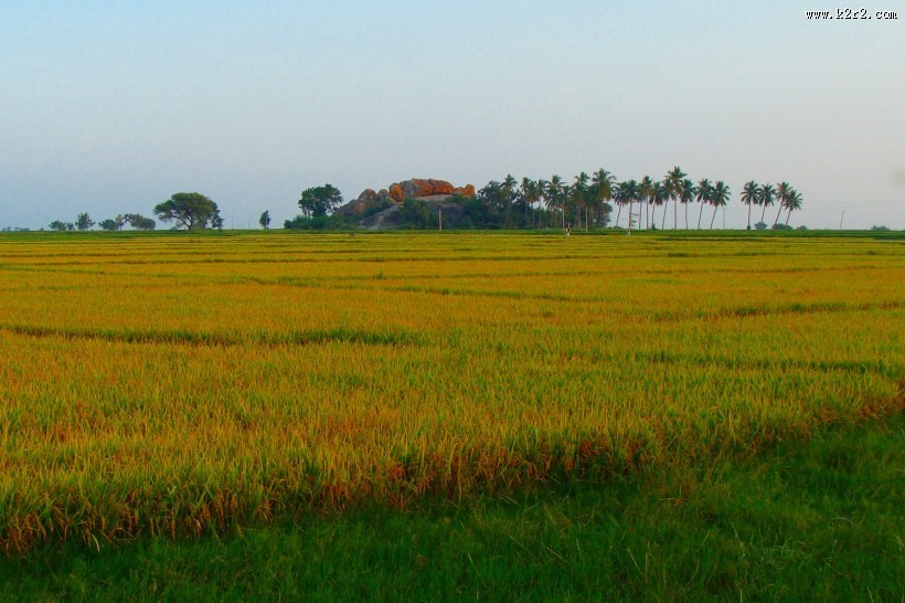 水稻稻田高清图片
