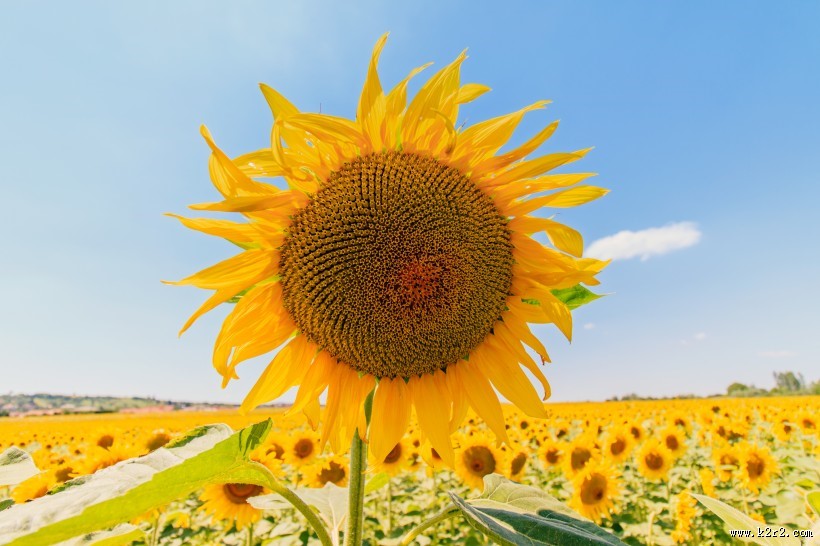 高清向日葵花图片