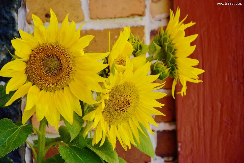 高清向日葵花图片