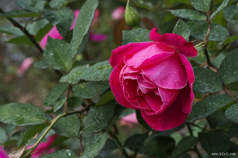 娇艳的玫瑰花图片