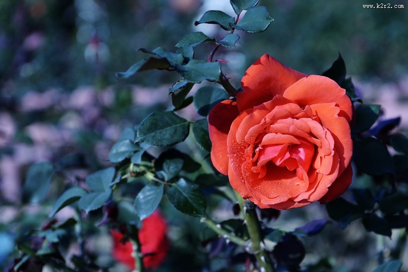 娇艳的玫瑰花图片