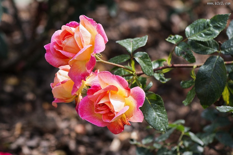 娇艳的玫瑰花图片