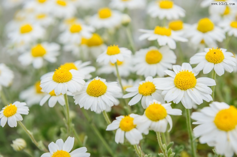 花丛中的花朵野花特写图片