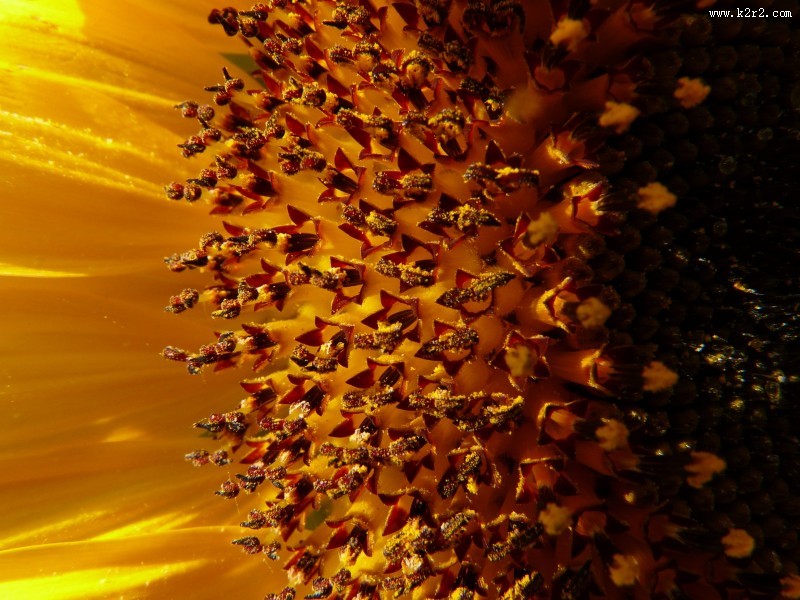 向日葵的特写图片