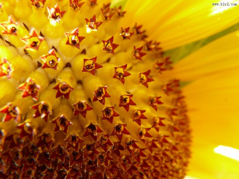 向日葵的特写图片