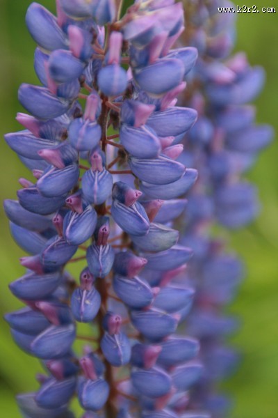 多彩的羽扇豆图片
