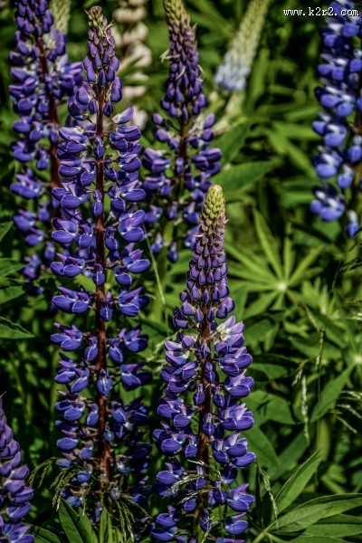 多彩的羽扇豆图片