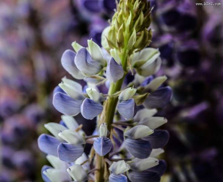 多彩的羽扇豆图片