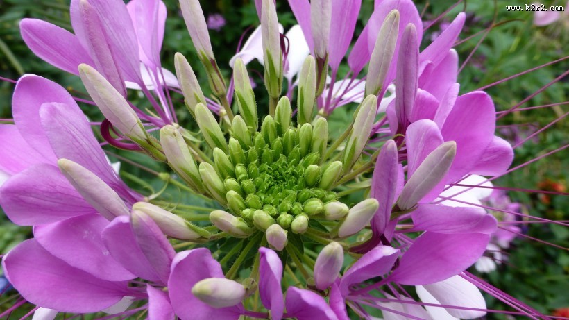 胜似蝴蝶的醉蝶花图片