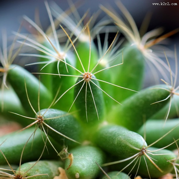 仙人掌科植物图片