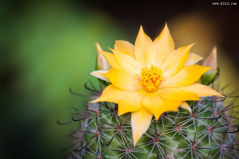 仙人掌科植物图片