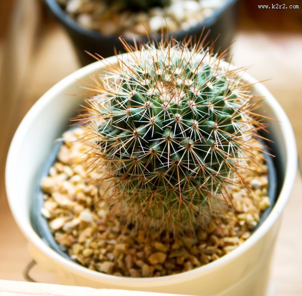 仙人掌科植物图片