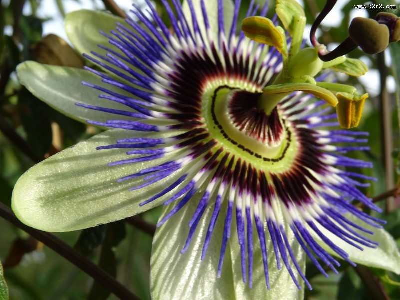 奇特的西番莲花图片