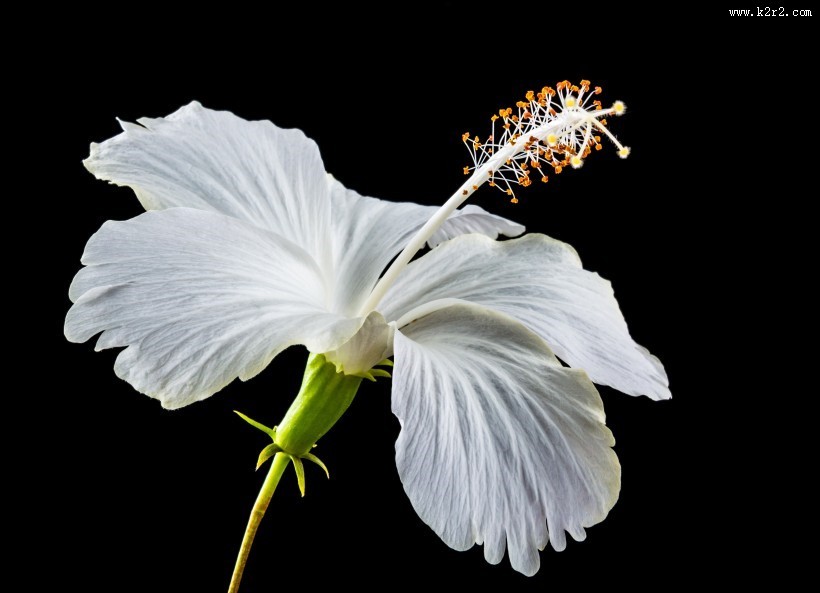 白色锦葵图片