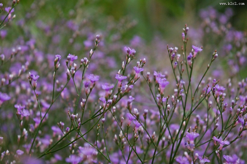 著名的庭园花木之丁香图片