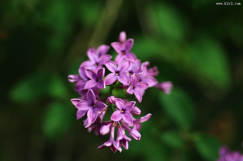 著名的庭园花木之丁香图片