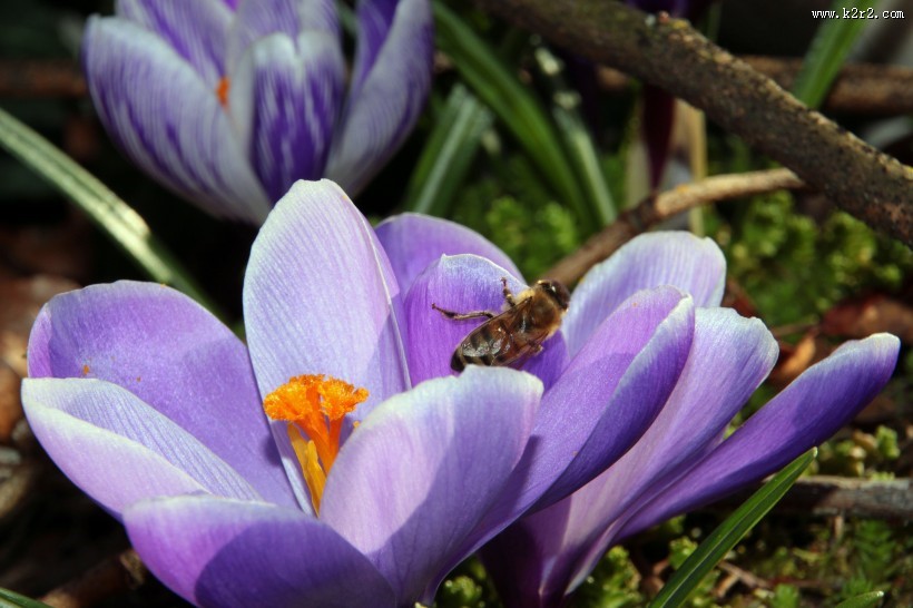 药用花卉番红花图片