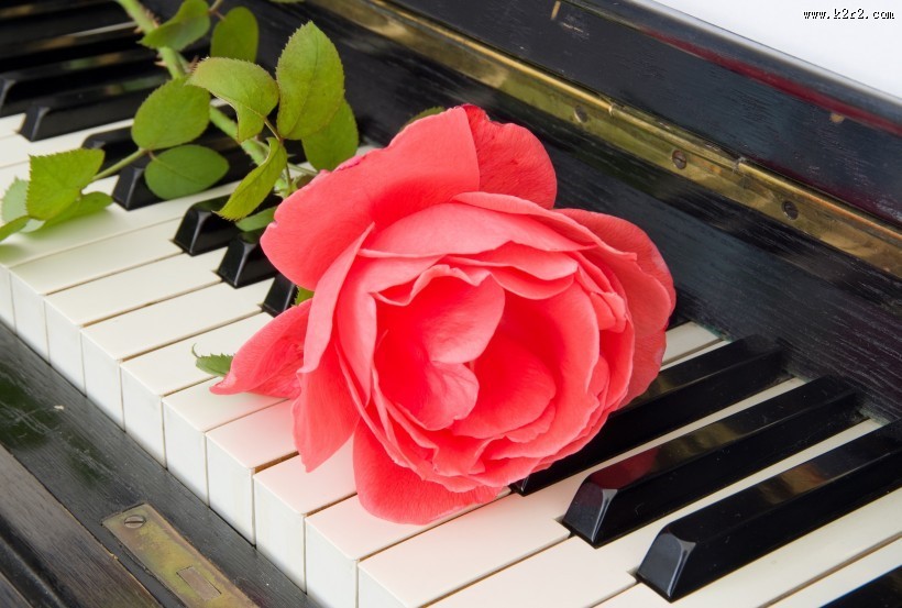 玫瑰花朵与钢琴图片
