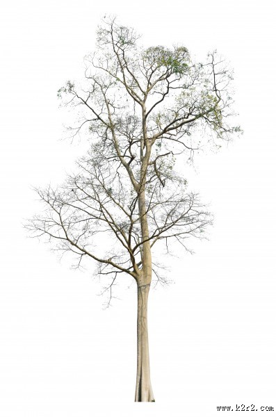 漂亮的景观树木图片