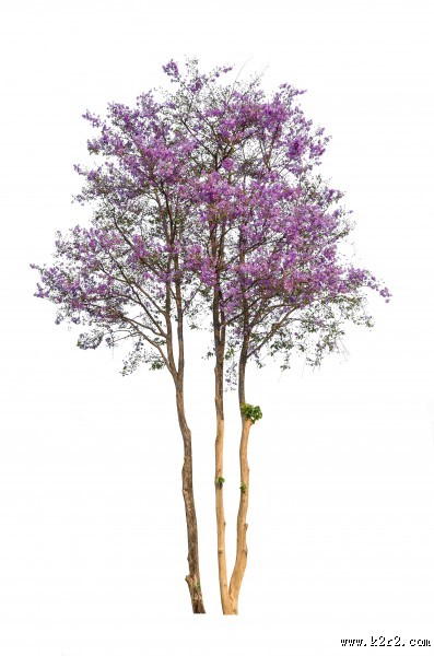 漂亮的景观树木图片