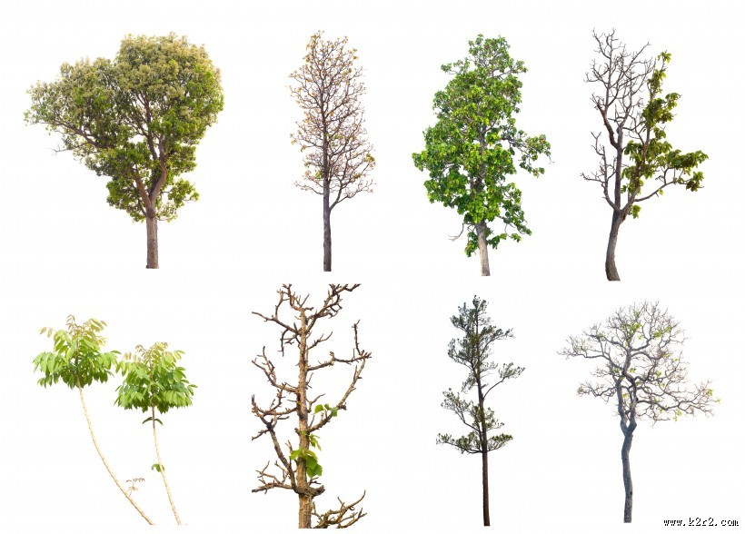 漂亮的景观树木图片