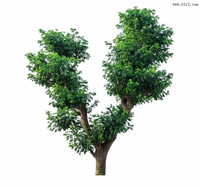 漂亮的景观树木图片