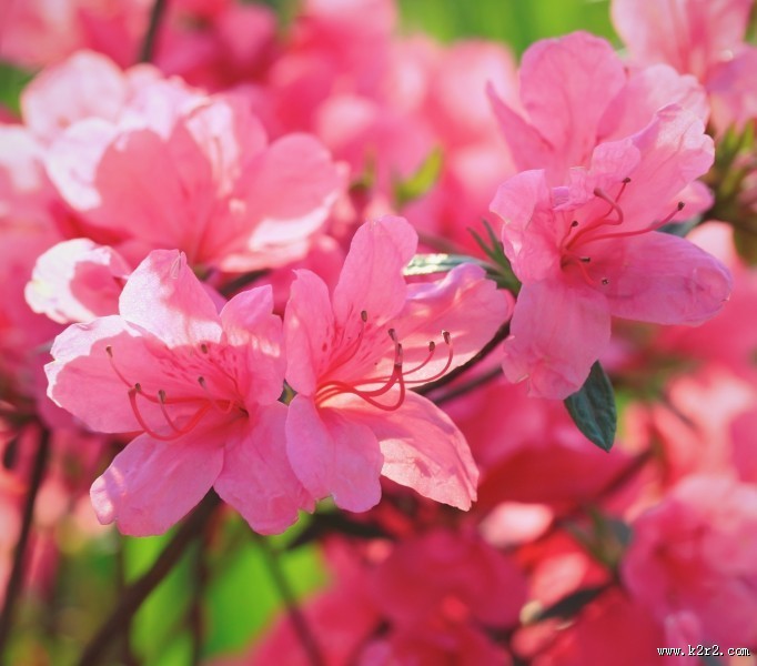 春天各种鲜艳的花朵图片大全