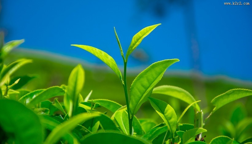绿色茶叶植物图片大全